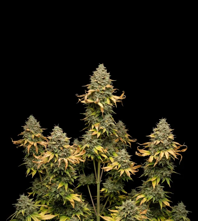Blueberry