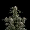 Bubba Kush Auto