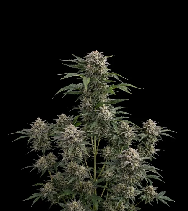 Bubba Kush Auto