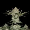 Bubblegum