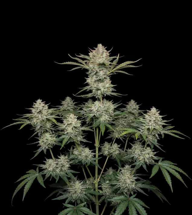 Bubblegum
