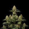 Bubblegum Haze