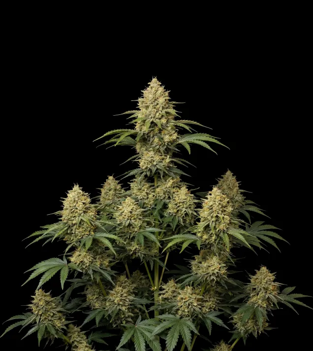 Bubblegum Haze