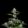Candy Kush Fast