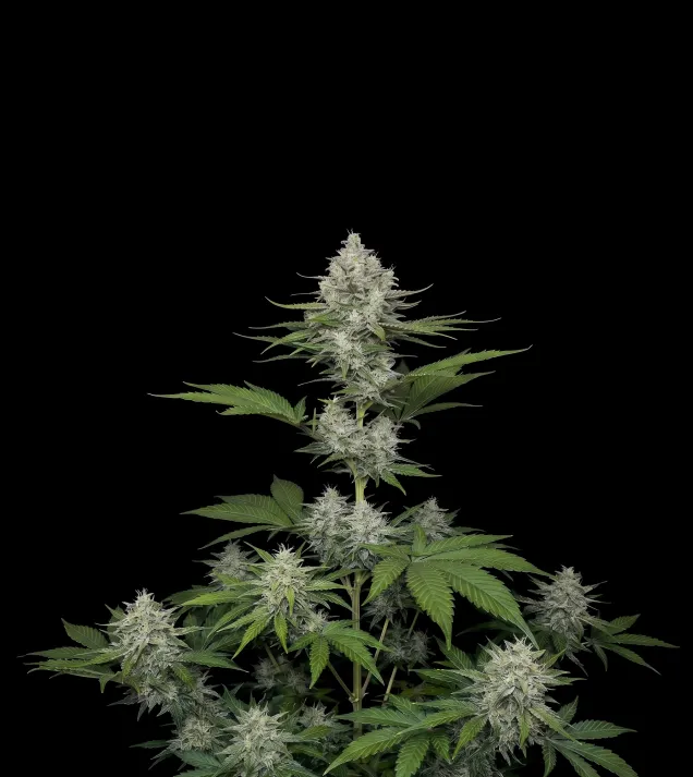 Candy Kush Fast