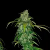 Candy Kush