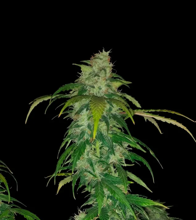 Candy Kush