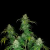 Candy Kush