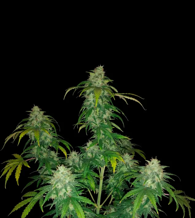 Candy Kush