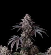 Candyland