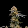 Cannatonic
