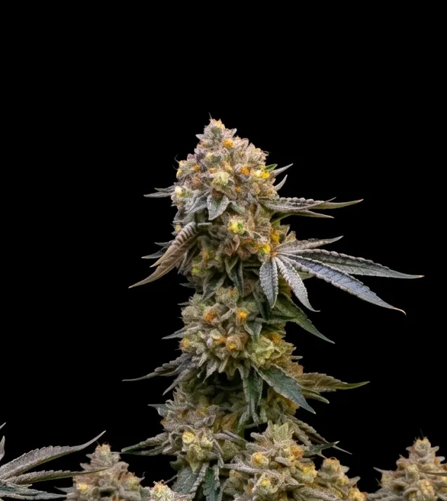 Cannatonic