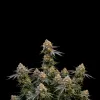 Cannatonic