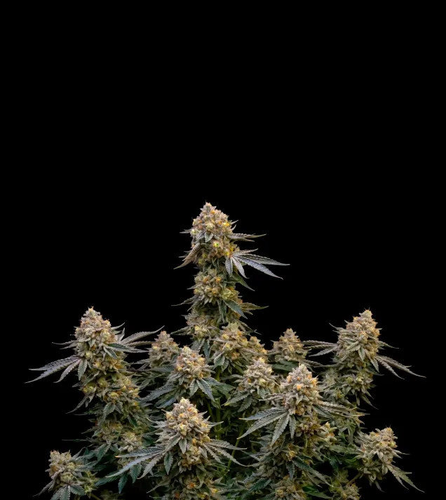 Cannatonic