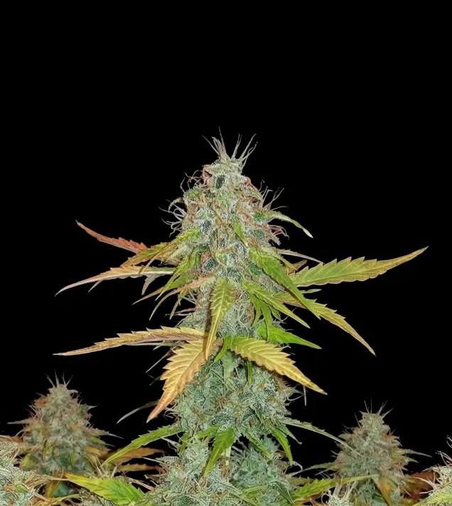 Chemdog Auto