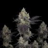 Chocolope Auto
