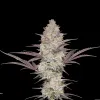 Chocolope Fast