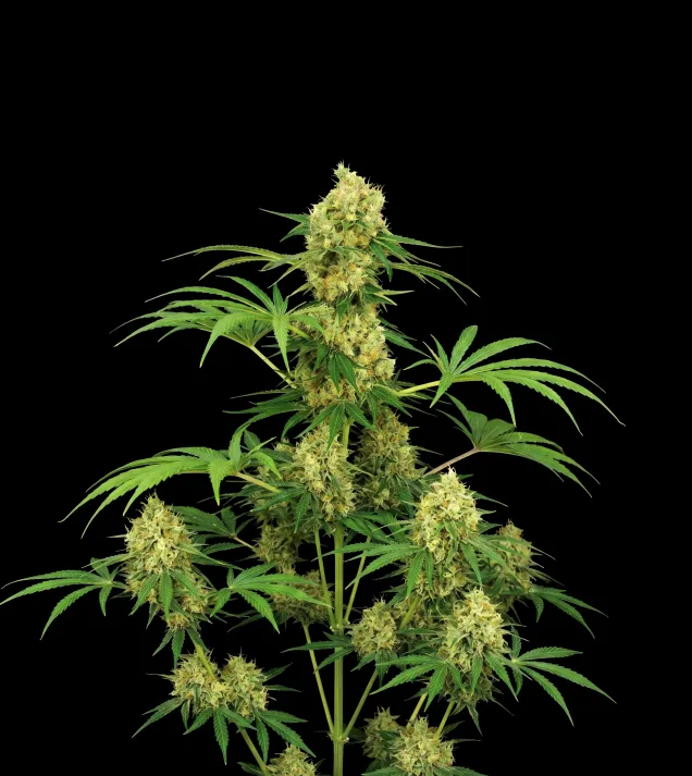 Chocolope