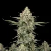 Cinderella 99 Auto