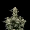 Cinderella 99 Auto