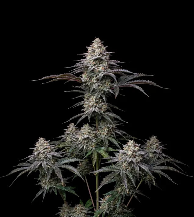 Colombian Gold