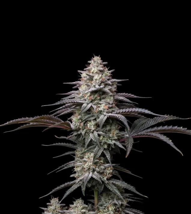 Colombian Gold