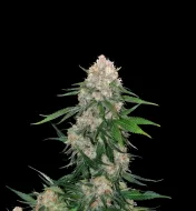 Critical Regular