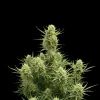 Gelato Auto