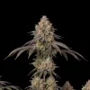 Gelato Fast