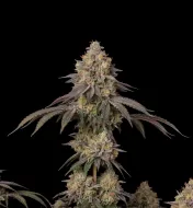 Gelato Fast