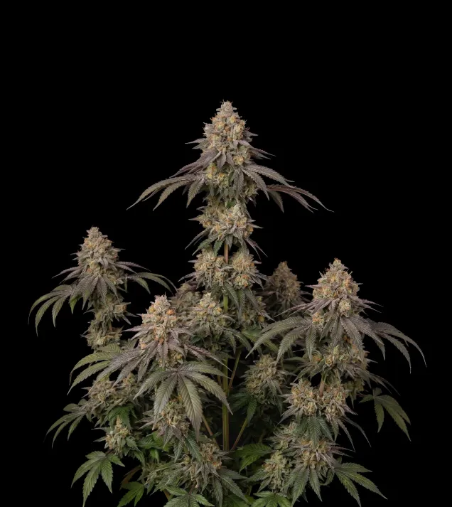 Gelato Fast