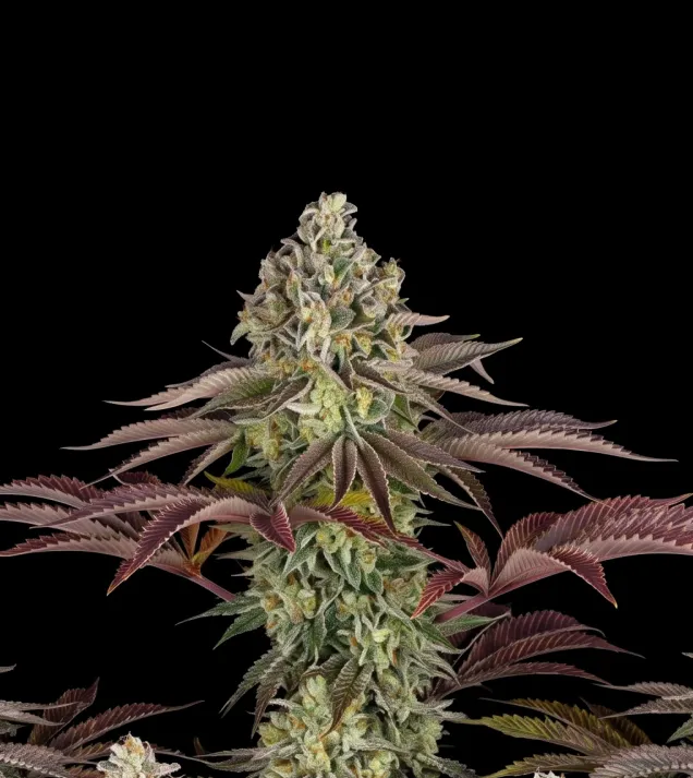 Gelato