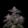 Gelato Regular