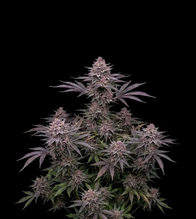 Gelato Regular
