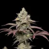 Grandaddy Purple Regular