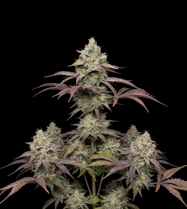 Grandaddy Purple Regular