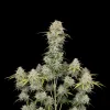 Jack Herer Auto
