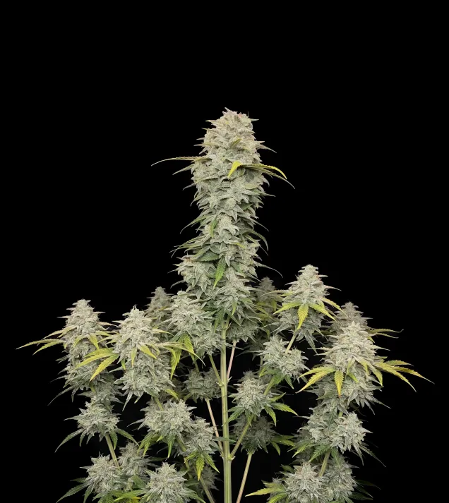 Jack Herer Auto