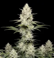 Kush Mints Regular
