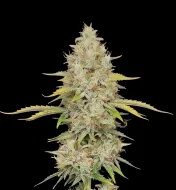 Lemon Kush