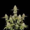 Lemon Kush