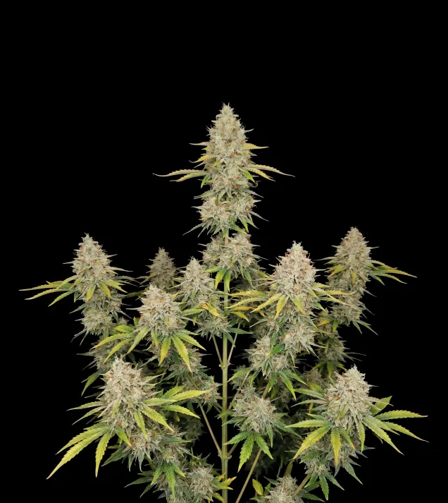 Lemon Kush