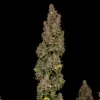 Mango Kush