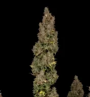 Mango Kush