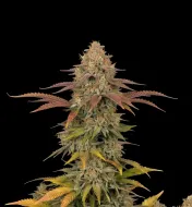 Master Kush