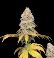 Master Kush Regular