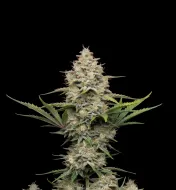 Moby Dick Auto