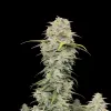 Jack Herer Auto