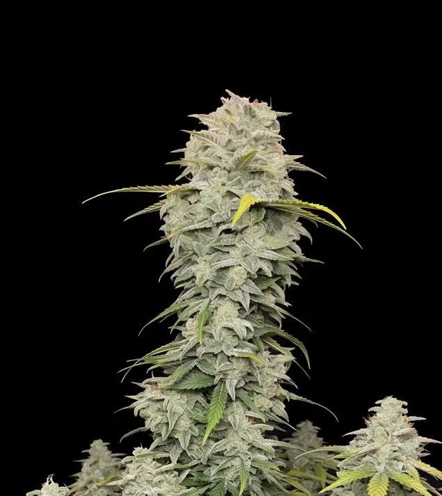 Jack Herer Auto