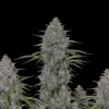 Neville Haze Auto